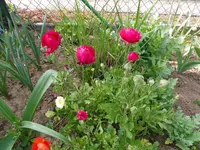 P1020202.webp