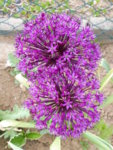 P1020198.JPG