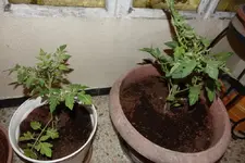 Tomatenpflanze kaputt Frage 04.webp