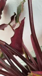 20190509_074539.webp