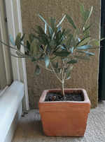 20190509_201207-1-1.webp