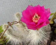 SAM_0827a.webp