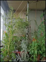 c072.webp