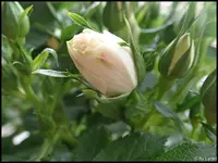 c076.webp