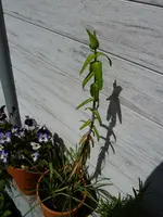 flora-xy.webp