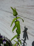 flora-xy2.JPG
