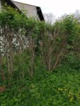 IMG_20190511_140335.jpg