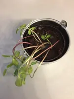2019-05-11 Sonnenblumenkeimlinge.webp