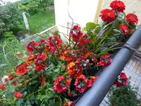 P1050719.webp
