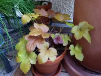 P1050725.webp