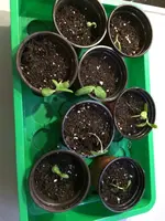 2019-05-11 Sonnenblumenkeimlinge nach Erdbefreiung - Überlebende.webp