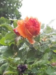 IMG_20190511_094334.jpg