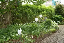 Mai 0219.webp