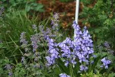 Mai 0419.webp