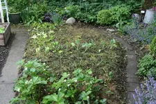 Mai0719.webp