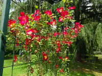 DSC00217.webp