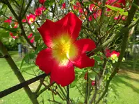 DSC00218.webp