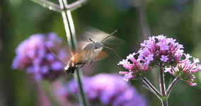 Taubenschwänzchen0615.webp