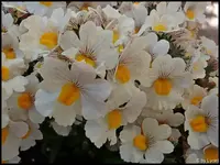 c080.webp