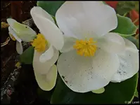 c081.webp