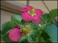 c083.webp