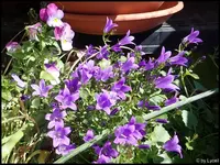 c084.webp