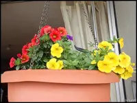 c085.webp