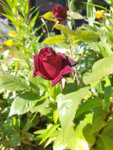 20190513_163710.jpg