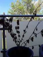20190513_165212.webp