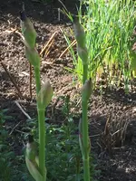 IMG_1136.JPG