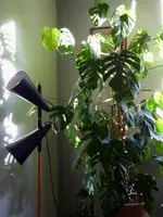 P1050743.webp