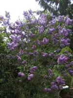 BILD0961.webp