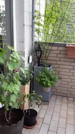 20190515_081724.webp