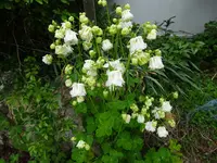 DSC00241.webp