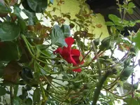 BILD1028.webp
