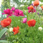P1020233.webp