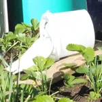 P1020239.webp