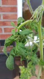 20190515_202804-747x1328.webp