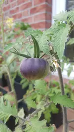 20190515_202856-747x1328.webp