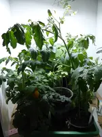 P1120729Gesamtbild.webp