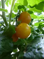 P1120730Yellow Canary.webp