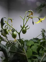 P1120731Chinesische gelbe Coctailtomate.JPG
