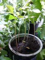 P1120732Prunkwinden.webp