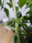 P1120733Chinesische rote Coctailtomate.JPG