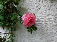 DSC00243.JPG