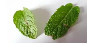 wnulxgd.webp