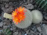 SAM_0853.webp