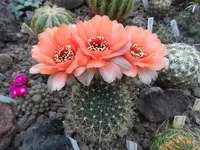 SAM_0857.webp