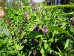 DSC00245.JPG