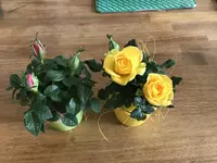 E1796DDD-67B7-41DB-BE13-7744077673C1.jpeg